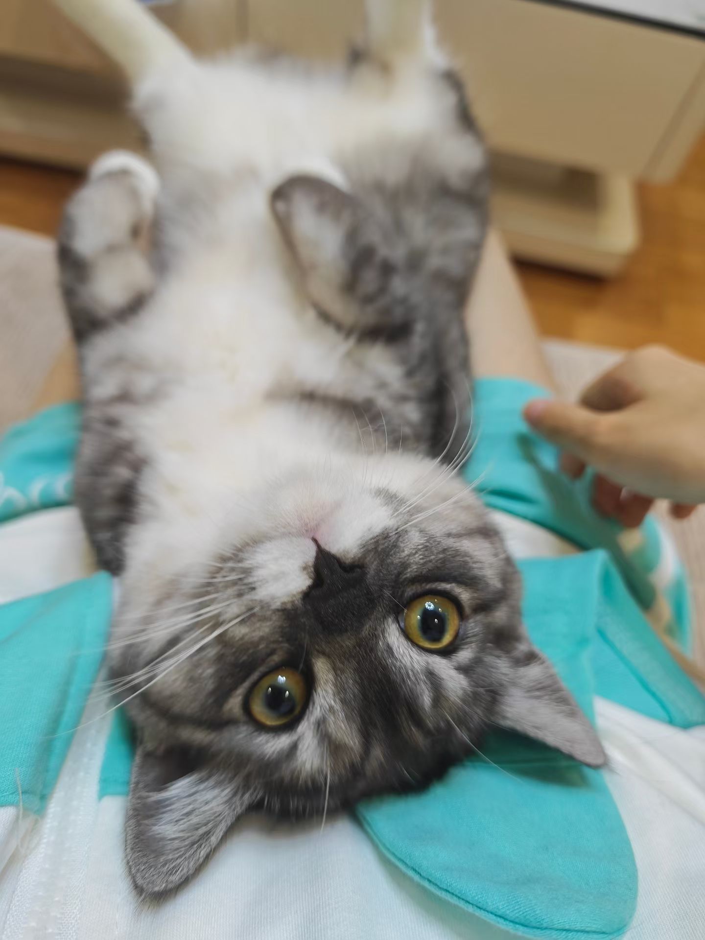 加菲猫 06